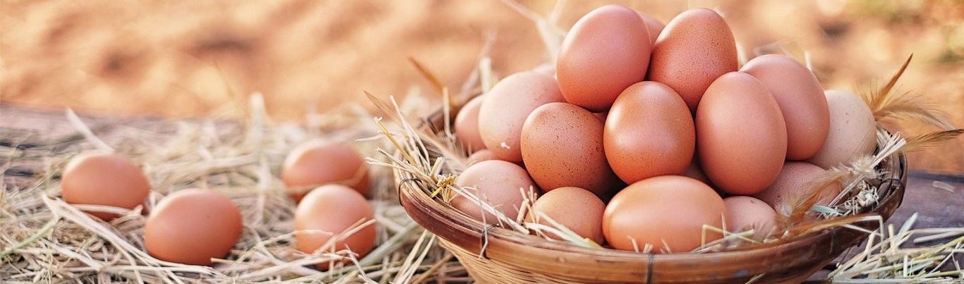 Chicken Eggs